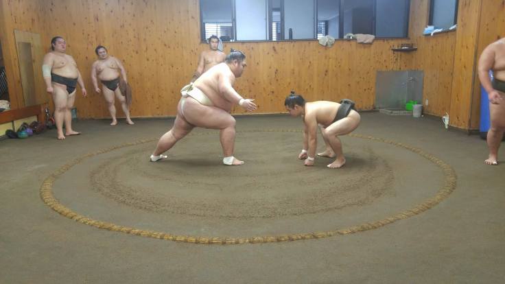 Sumo stable big kahuna vs baby sumo